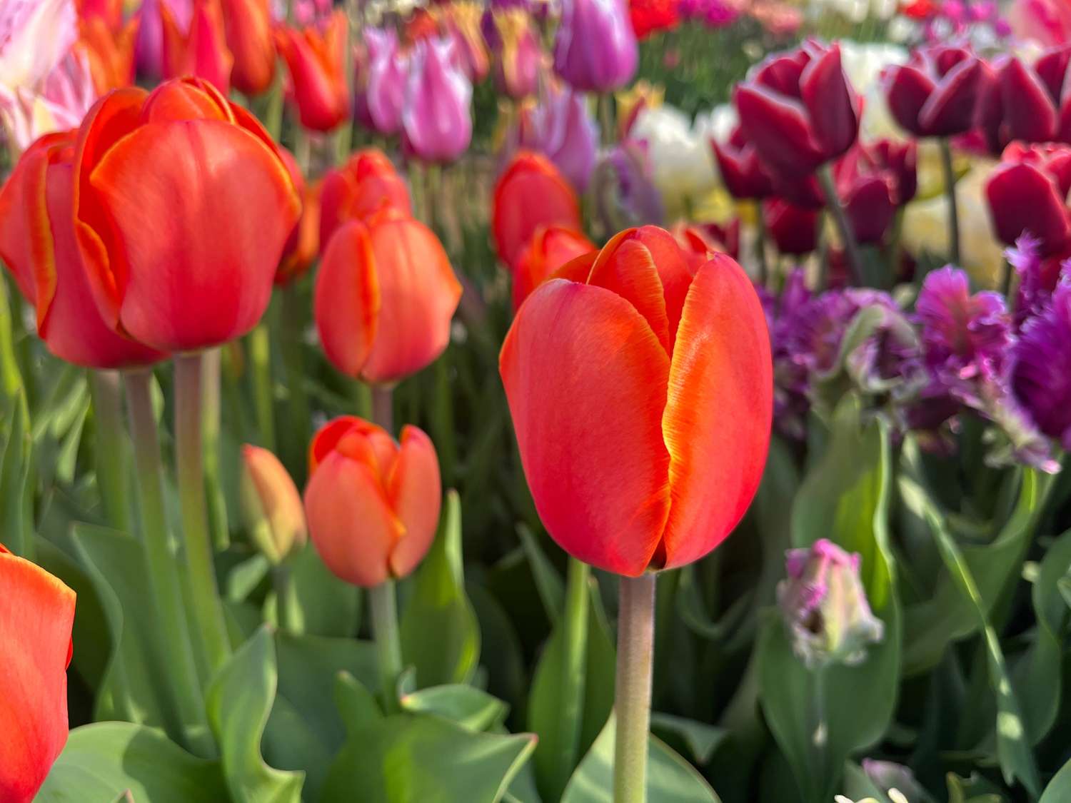 Tulppaani 'Avignon'